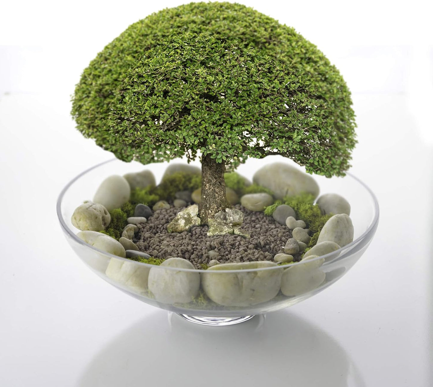 CYS EXCEL Glass Small Decorative Footed Bowl (H:3" D:8") Fruit Display Terrarium Compote Pedestal Vase Kitchen Table Centerpiece