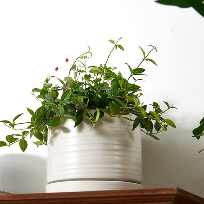 HERDUK 6 Inch Plant Pots, Ceramic Planter Pot with Drainage Hole & Saucer, Indoor/Outdoor Cylinder Round Planter Pot, Green & Beige