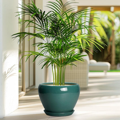 Ceramic Modern Glaze Succulent Planter Pot with Drainage Hole and Saucer 6 Inch Round Flower Plant Pot for Indoor Outdoor Herb Snake Plants