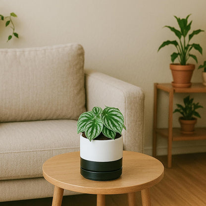 D'vine Dev 6.5 Inch Ceramic Planter Pot with Drainage Hole and Saucer, Indoor Cylinder Round Planter Pot, Olive, 94-O-C-J