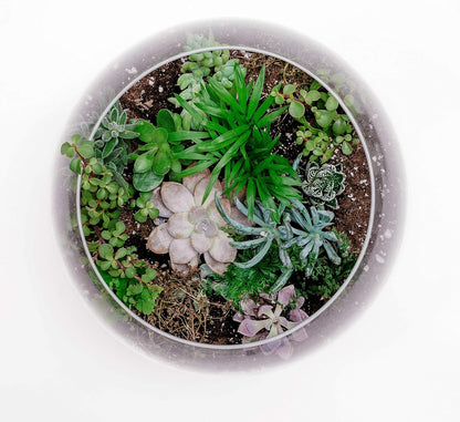 WGV Bowl Glass Vase, Diameter 6", Height 4.5", Open Width 4", (Multiple Sizes Choices) Clear Bubble Planter Terrarium Fish Bowl for Wedding Event Home Decor, 1 Piece (VBW0006A)