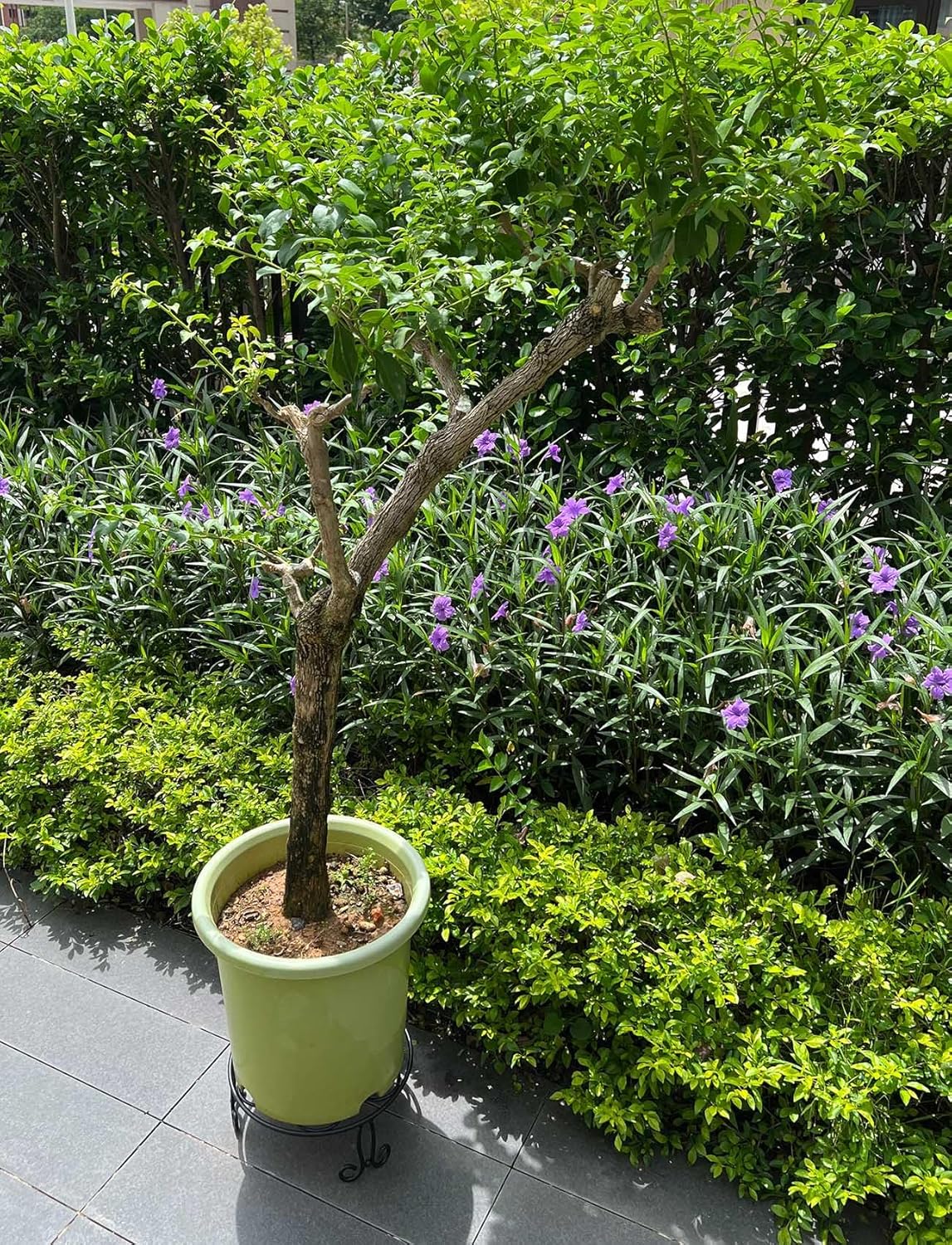 Midcentury Modern Metal Potted Plant Stand 18.7 inches Tall Flower Pot Holder Large Rustproof Iron Garden Container Heavy Duty Rack for Planter,Black (18.7 inches Tall Black)