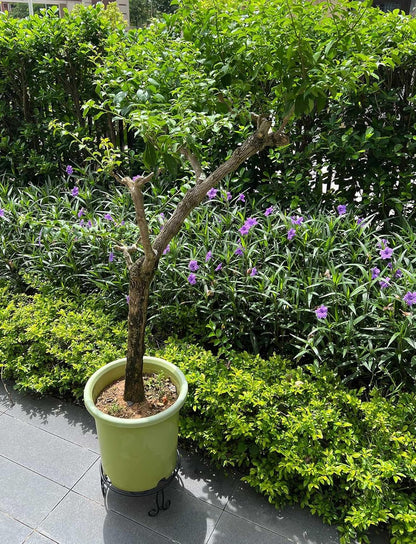 Midcentury Modern Metal Potted Plant Stand 18.7 inches Tall Flower Pot Holder Large Rustproof Iron Garden Container Heavy Duty Rack for Planter,Black (18.7 inches Tall Black)