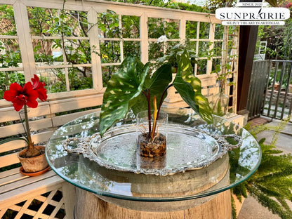 SUNPRAIRIE Realistic Faux Plant in Clear Pot with Artificial Water, Narrow Arrowhead Leaves. Artificial Plants Indoor and Outdoor