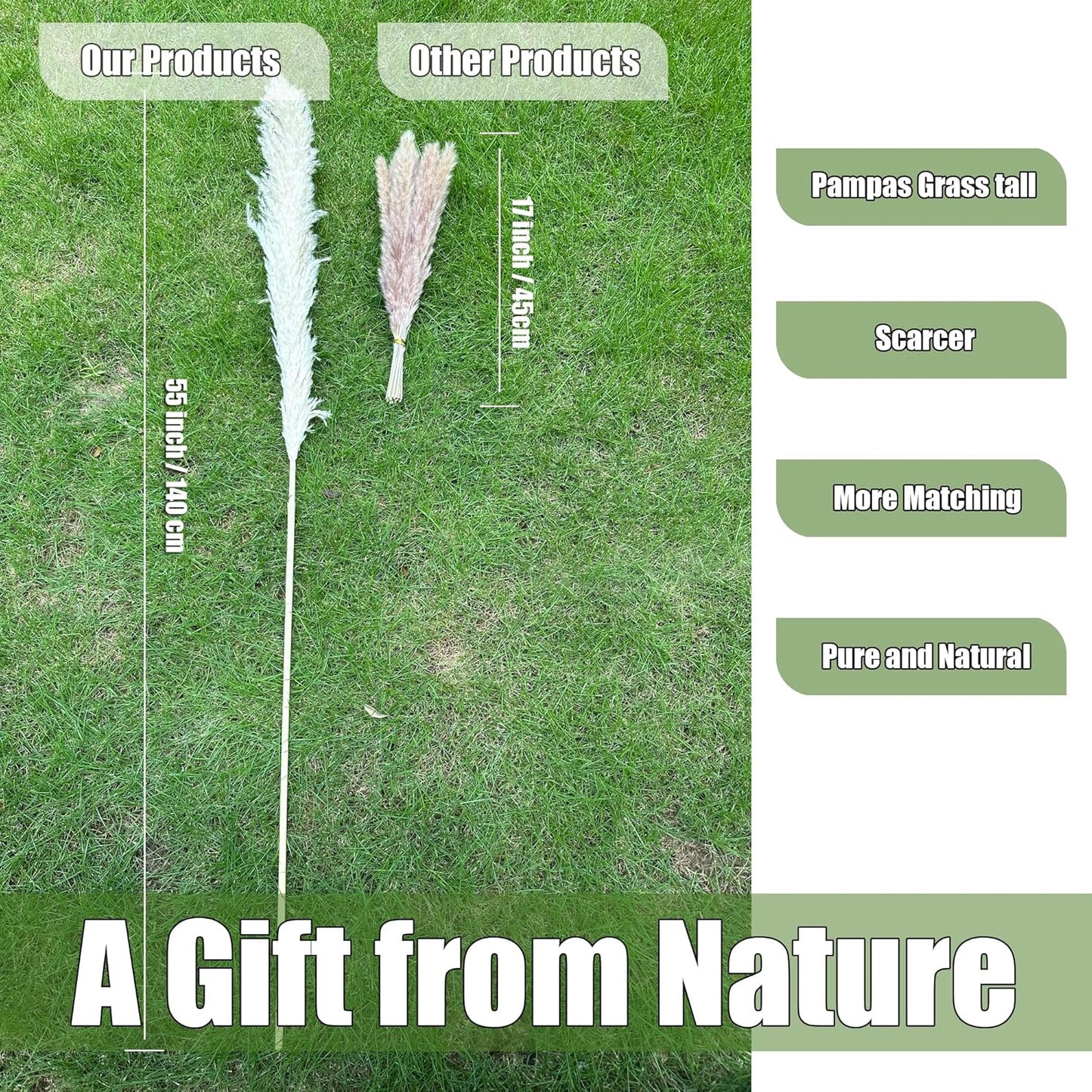 55" inch Scarcity Natural Pampas Grass Decor Tall, pompas Grass, Tall Pampas Grass for Wedding, Party, Farmhouse, Boho Home Decor