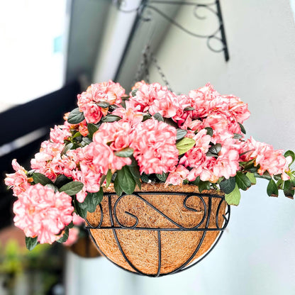LaLaGreen Hanging Planter for Outdoor Plants (12 Inch, 2 Pack) Hanging Baskets with Coco Liner, Black Metal Wire Flower Basket Pots with Hook Hanger Balcony Porch Farmhouse Country Style Garden Decor