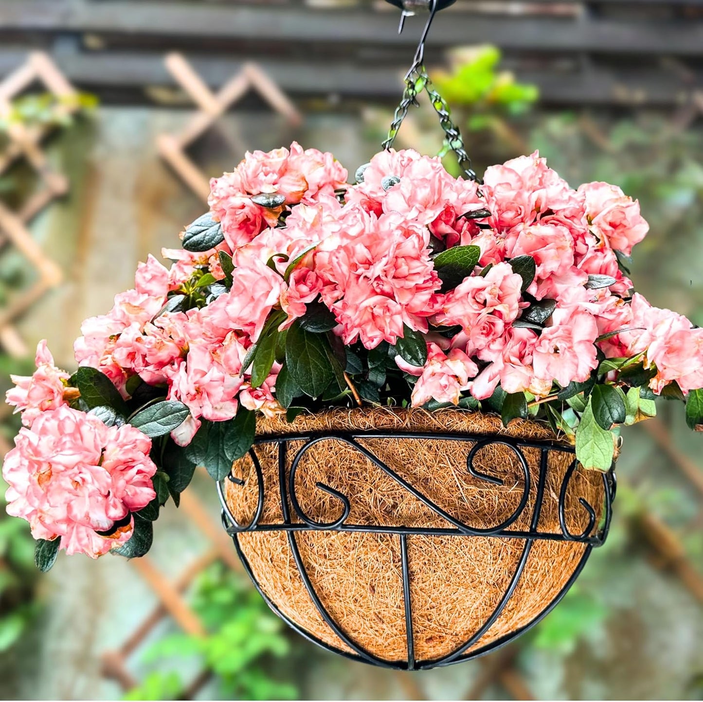 LaLaGreen Hanging Planter for Outdoor Plants (12 Inch, 2 Pack) Hanging Baskets with Coco Liner, Black Metal Wire Flower Basket Pots with Hook Hanger Balcony Porch Farmhouse Country Style Garden Decor