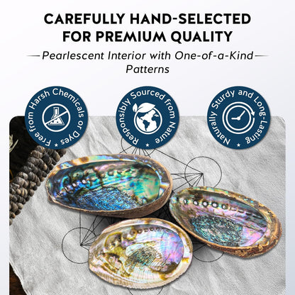 Alternative Imagination Hand Selected Abalone Shell - 6 Inches or Larger - Polished Mother-of-Pearl Interior - Flame-Proof Dish for Incense, Smudge Sticks, Trinkets, Crystal Display & Home Decor